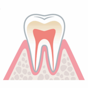 健康な歯周組織